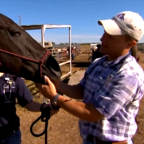 Video: Horse Head and Mouth Care for Your Senior Horse | Purina Animal ...