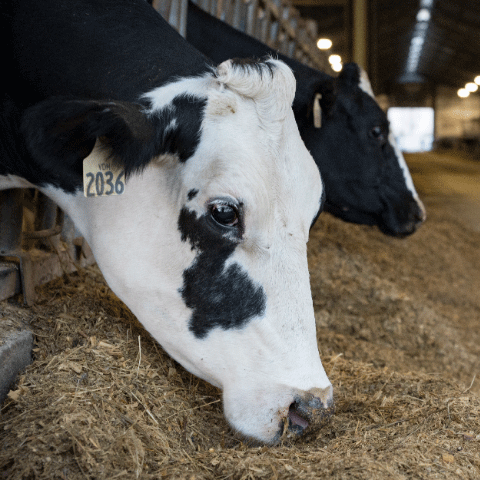 Black and white cow eating from feed bunk.