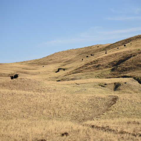 Well-grazed golden, rolling pasture with black cows in the distance. image