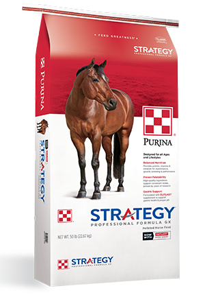 purina equine feed