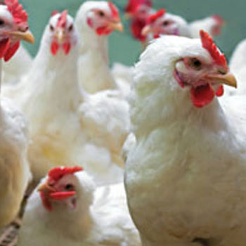 Purina Commercial Poultry Experts