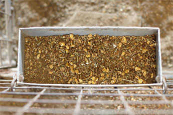 A trough of Purina lamb creep feed starter hangs on a fence in a pen.