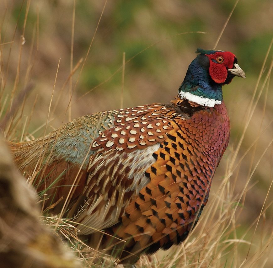 image of a game bird