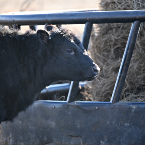 Winter Forage for Cattle | Purina Animal Nutrition