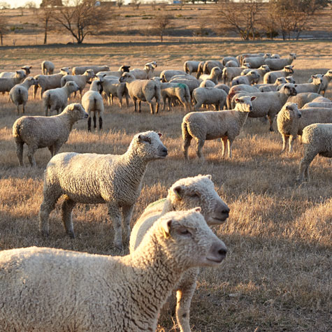 A flock of Southdown sheep gather in a pasture with leafless trees in the background.