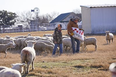 A flock of Hampshire sheep graze in a pasture while a farmer and his son feed them.