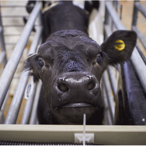 Image of a black calf face