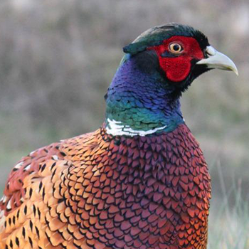 colorful gamebird