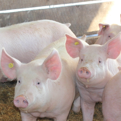 image of pigs fed correctly before birth