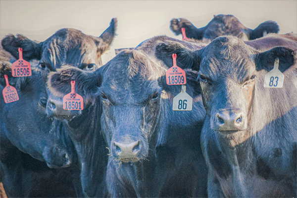 Black cattle with eartags