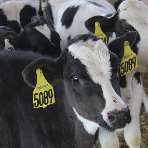 image of dairy calves in the calf barn