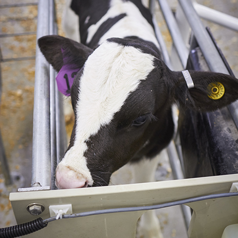 Reduce Weaning Stress in Automatic Calf Feeders | Purina Animal Nutrition