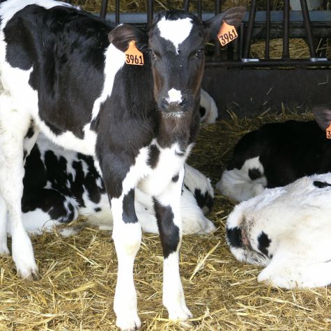 image of a dairy cow in a barn