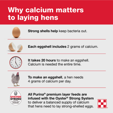 Why calcium matters to laying hens