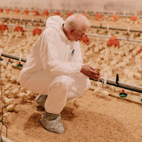 A man wearing white coveralls kneels in a poultry house and holds a turkey poult. image