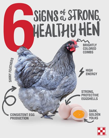 Signs of a Healthy, Happy Chicken