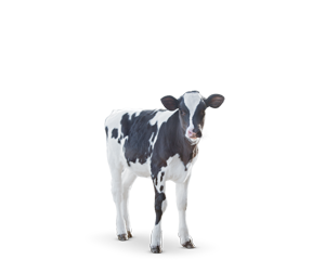Dairy Calf Category Image