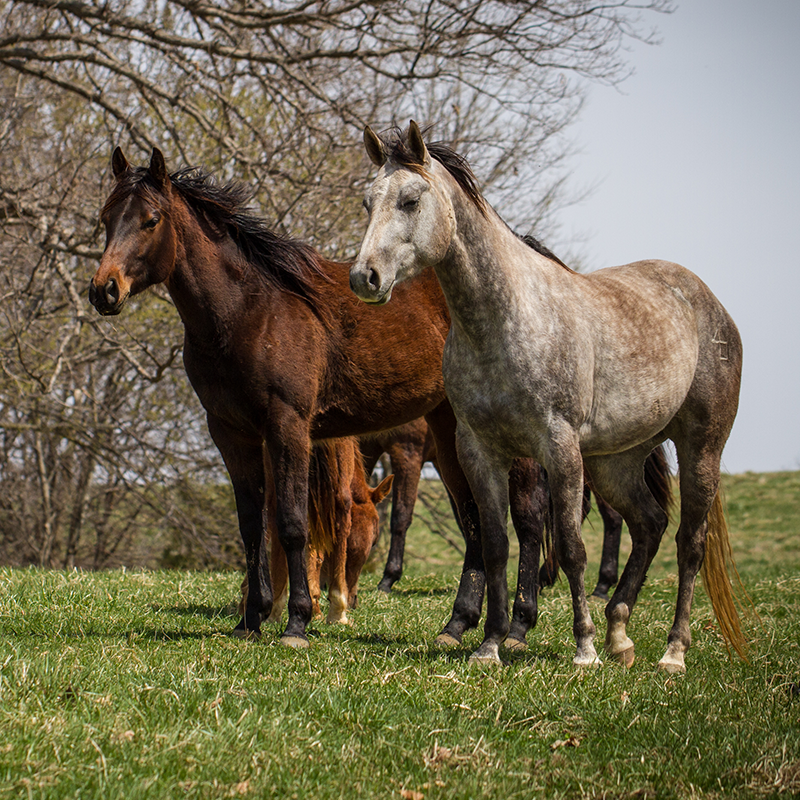 image of horses in a field