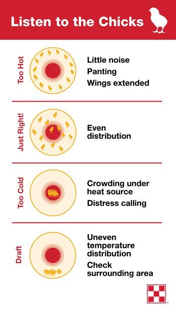 Purina Poultry tips on how to tell if chicks are too hot, too cold or content in the brooder.