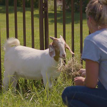 image of woman near goats