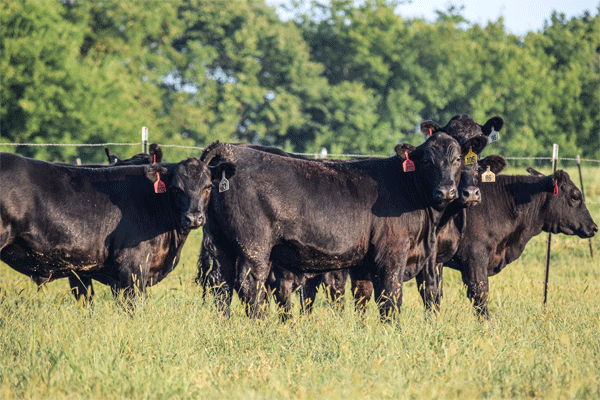 Image of black cattle in green grass