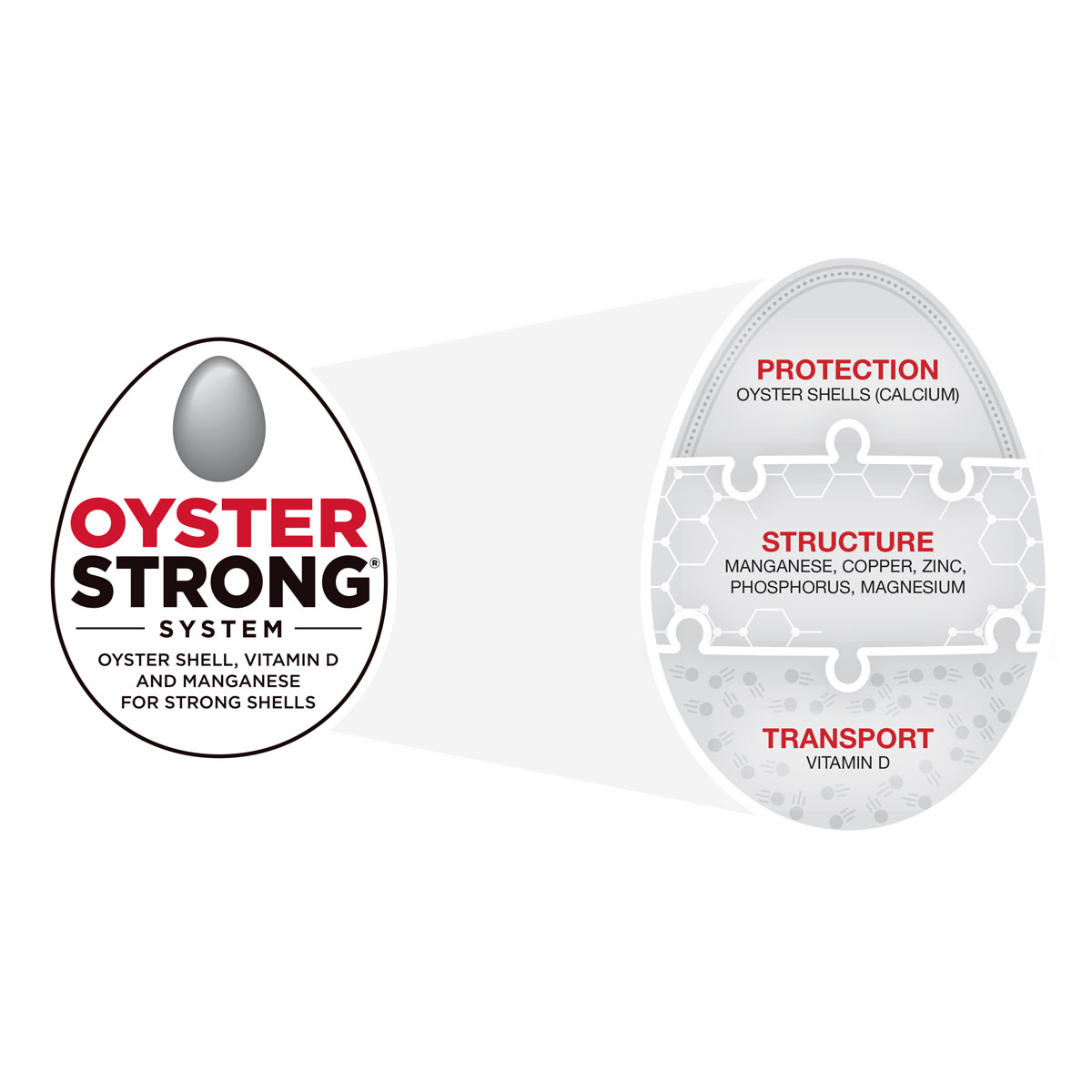 An egg split into three sections representing the three main parts of the Purina Oyster Strong System.