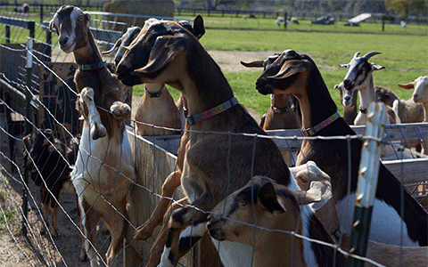 A group of goats in a fenced in area.