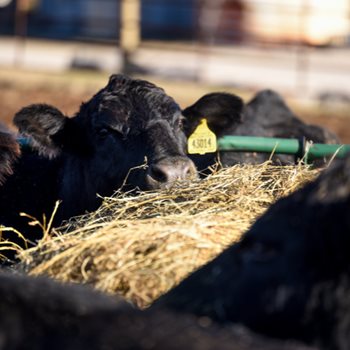 Close-up of angus cows eats hay out of hay ring.