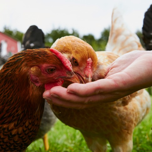 What Can Chickens Eat Chicken Treats to Feed and Avoid Purina