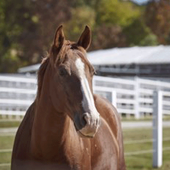 horse eating from a bucket