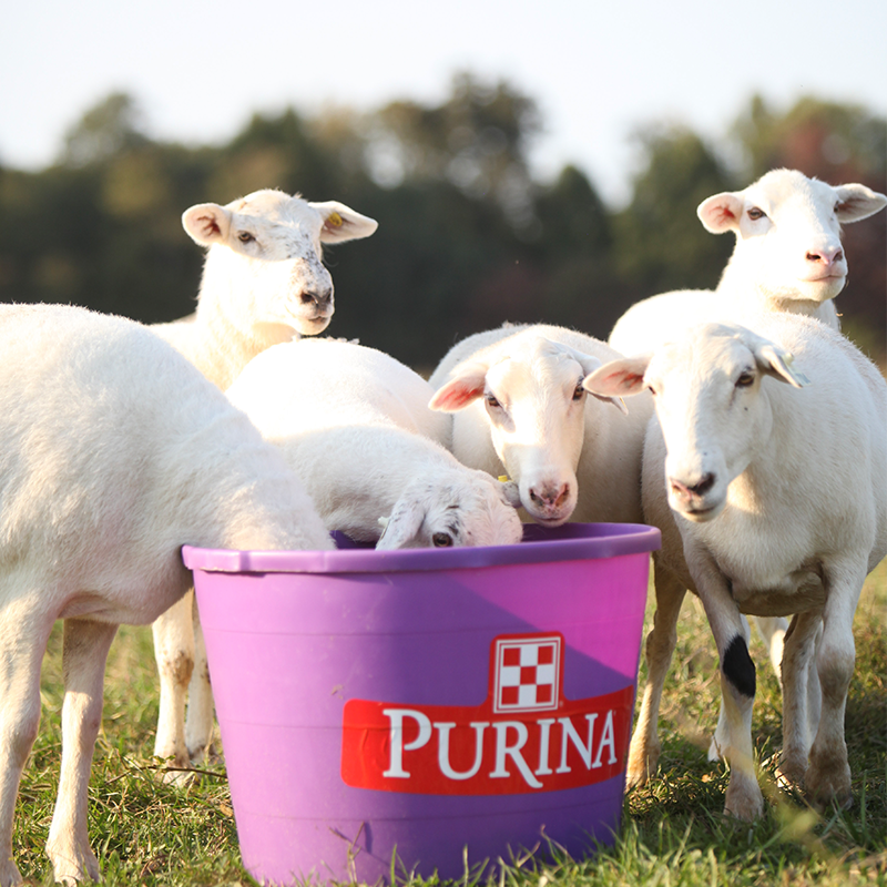 Cargill-Purina 3141 - Sup-R-Bloc mouton et chèvre