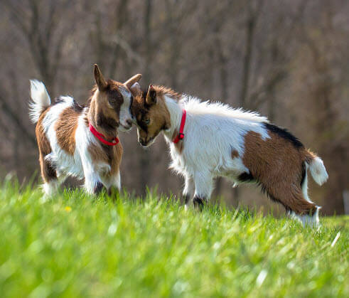 image of two goats touching heads