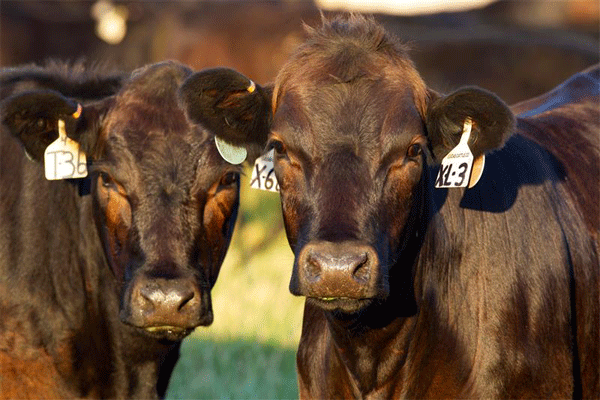 Image of two black calves with eartags