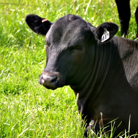 How to Reduce Pinkeye in Cattle