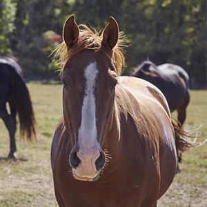 image of horses in a field