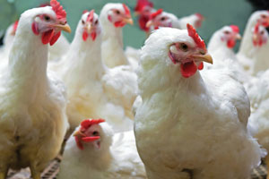 White chickens with red combs