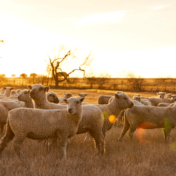 image of Purina sheep nutrition experts Clay Elliot and Maggie Ambergy