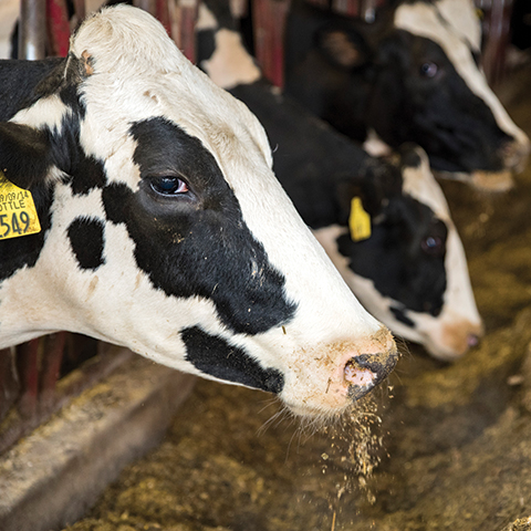 Image of Holsteins eating out of a feed bunk