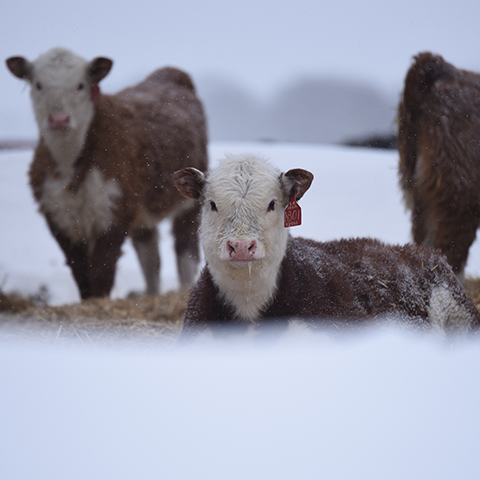 4 Tips to Prevent Beef Calf Scours | Purina Animal Nutrition