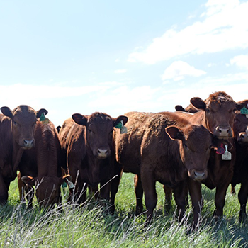 image of cattle in a field