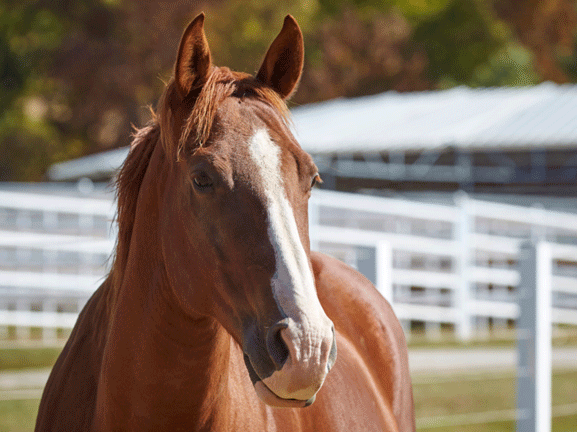 A woman gently brushing the withers of a brown horse in a barn, focusing on the connection and care given to the horse.