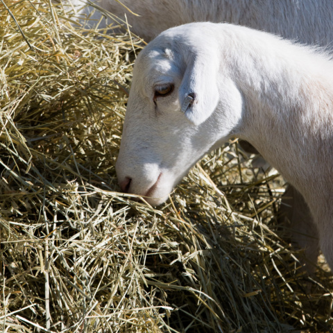 A sheep eating hay.