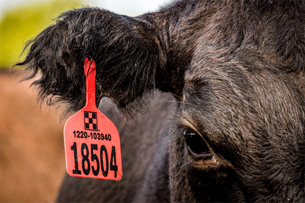 Close up image of black calf eye and red eartag.