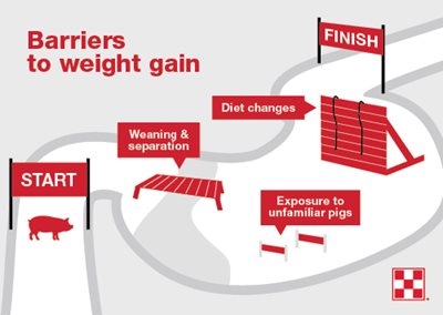 Obstacle course representing the challenges growing pigs face