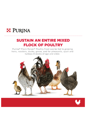 Image of Purina® Flock Raiser® Crumbles poultry feed infographic