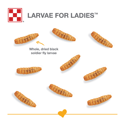 Larvae for Ladies graphic 2