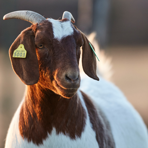 image of a brown and white goat.