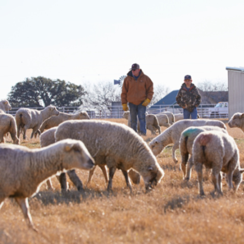 A man and a boy walk in a pasture with a sheep flock.