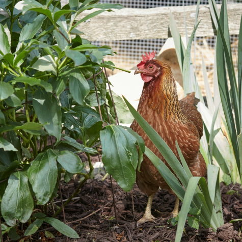 image of a chicken in a garden image
