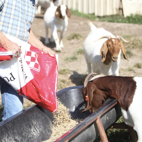 Several white ewes standing along a fenceline watch as feed from a Purina sack is poured into a feed bunk by a producer. 